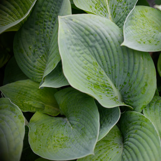 Hosta 'Bressingham Blue'