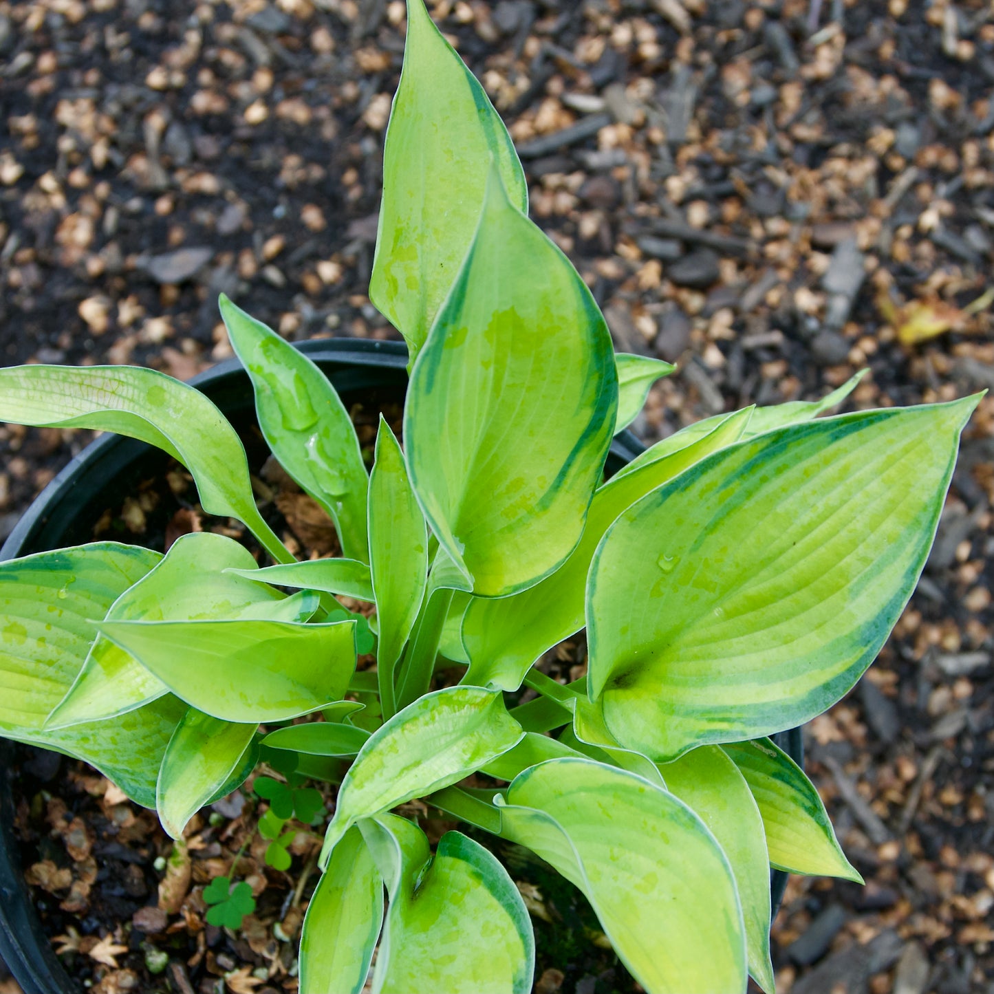 Hosta 'Bright Lights'