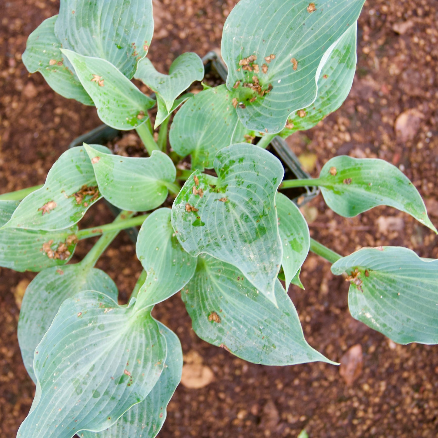 Hosta 'Brother Ronald'