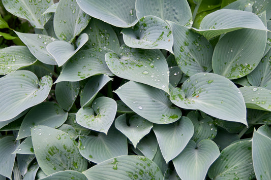 Hosta 'Canadian Blue'