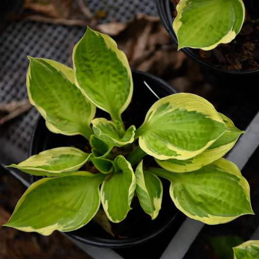 Hosta 'Captain's Adventure'