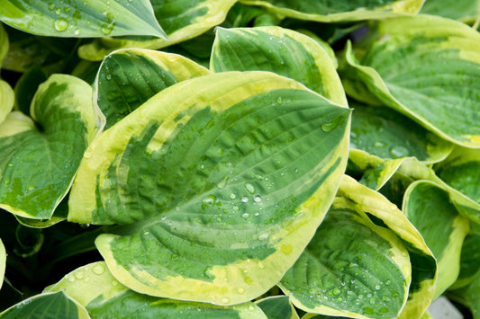 Hosta 'Carnival'