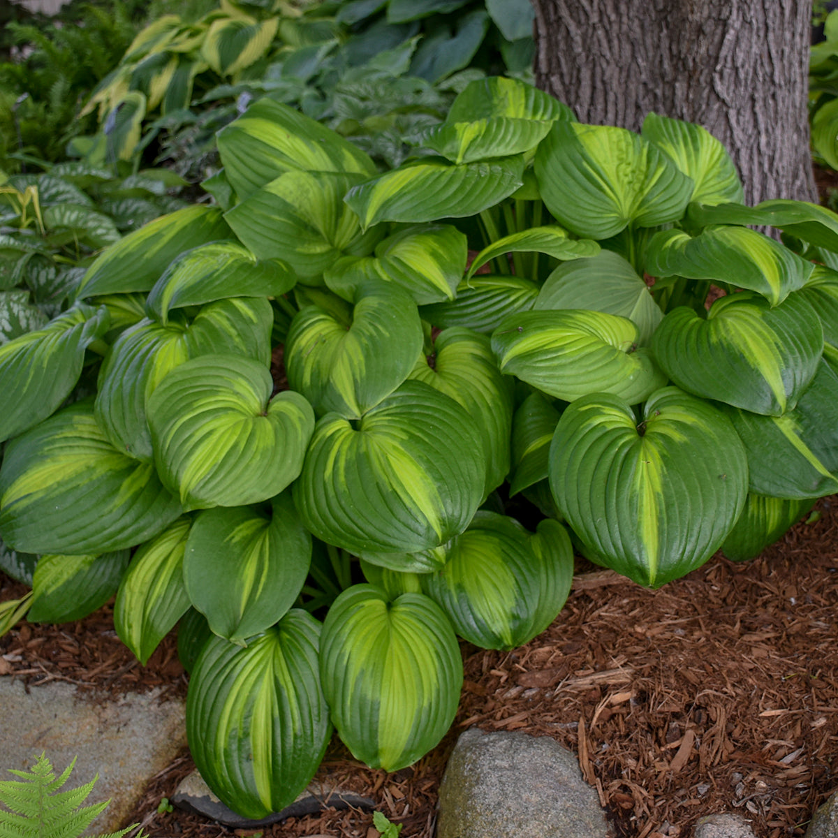 Hosta   'Cathedral Windows'