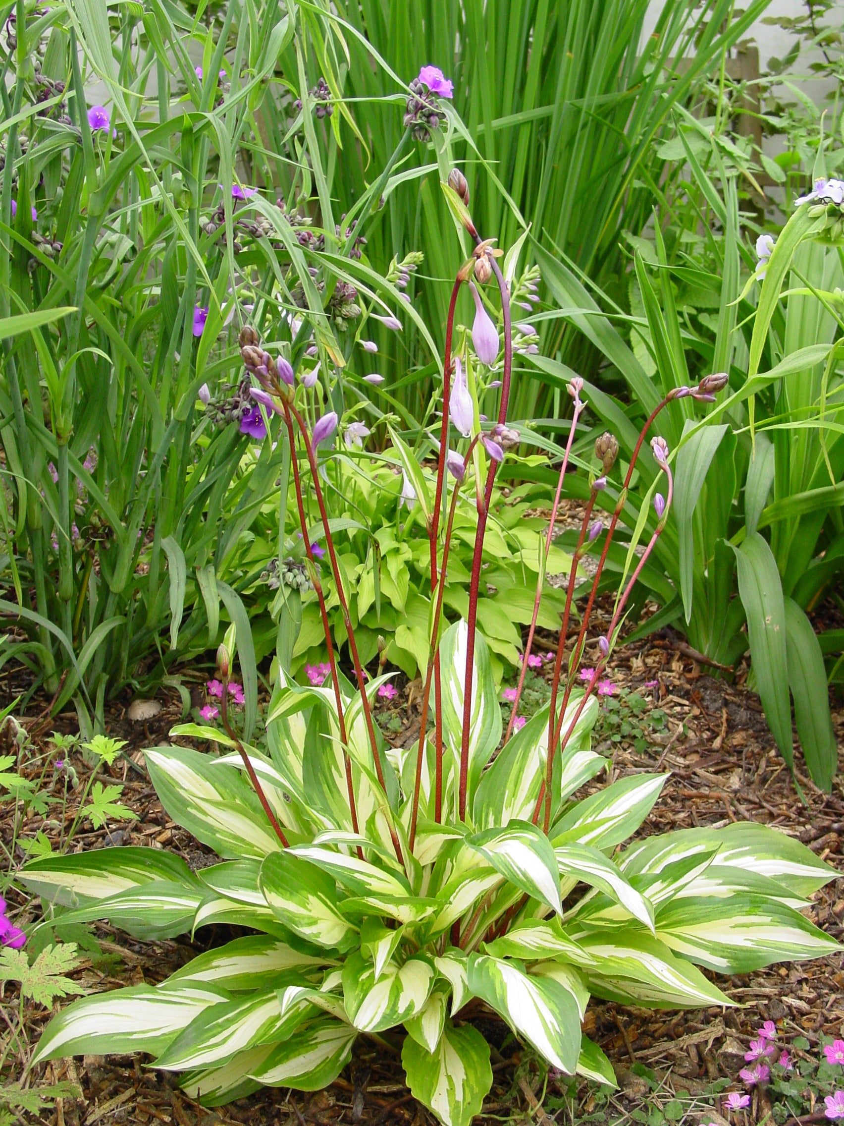 Hosta 'Cherry Berry'