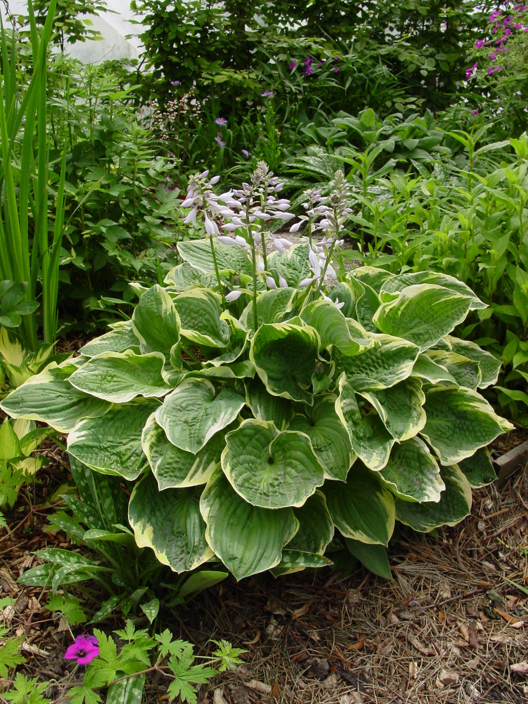 Hosta 'Christmas Tree'