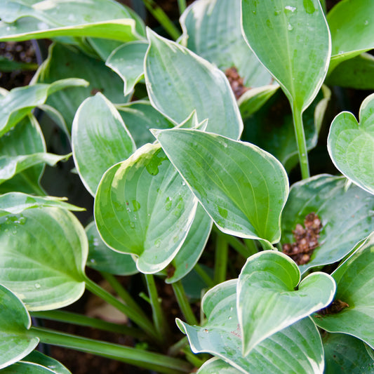 Hosta 'Crusader'