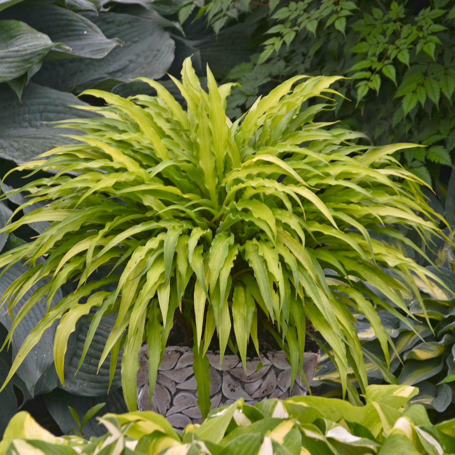 Hosta   'Curly Fries'