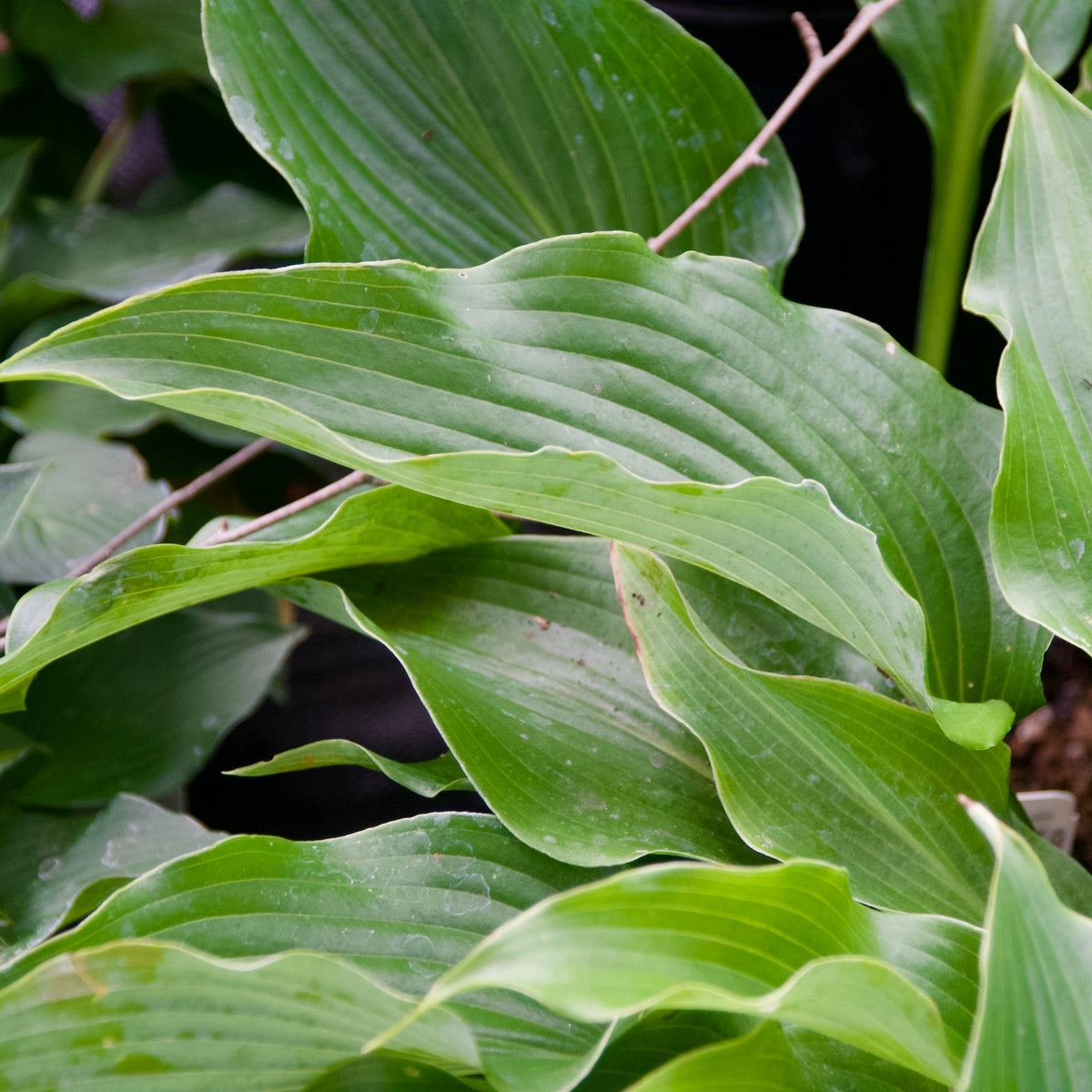 Hosta Razor's Edge Hosta 'Cutting Edge' – Fieldstone Gardens Inc