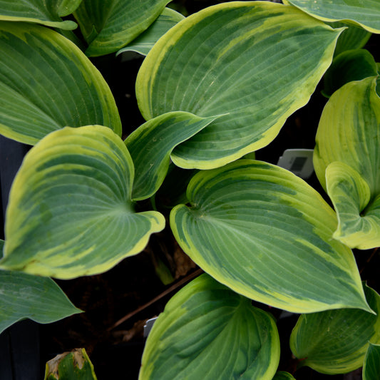 Hosta 'Dark Shadows'