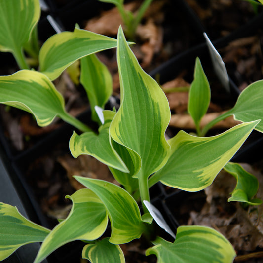 Hosta 'Dark Star'