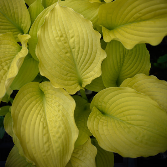 Hosta 'Dawn's Early Light'