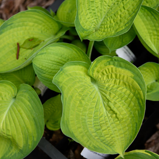 Hosta 'Dick Ward'