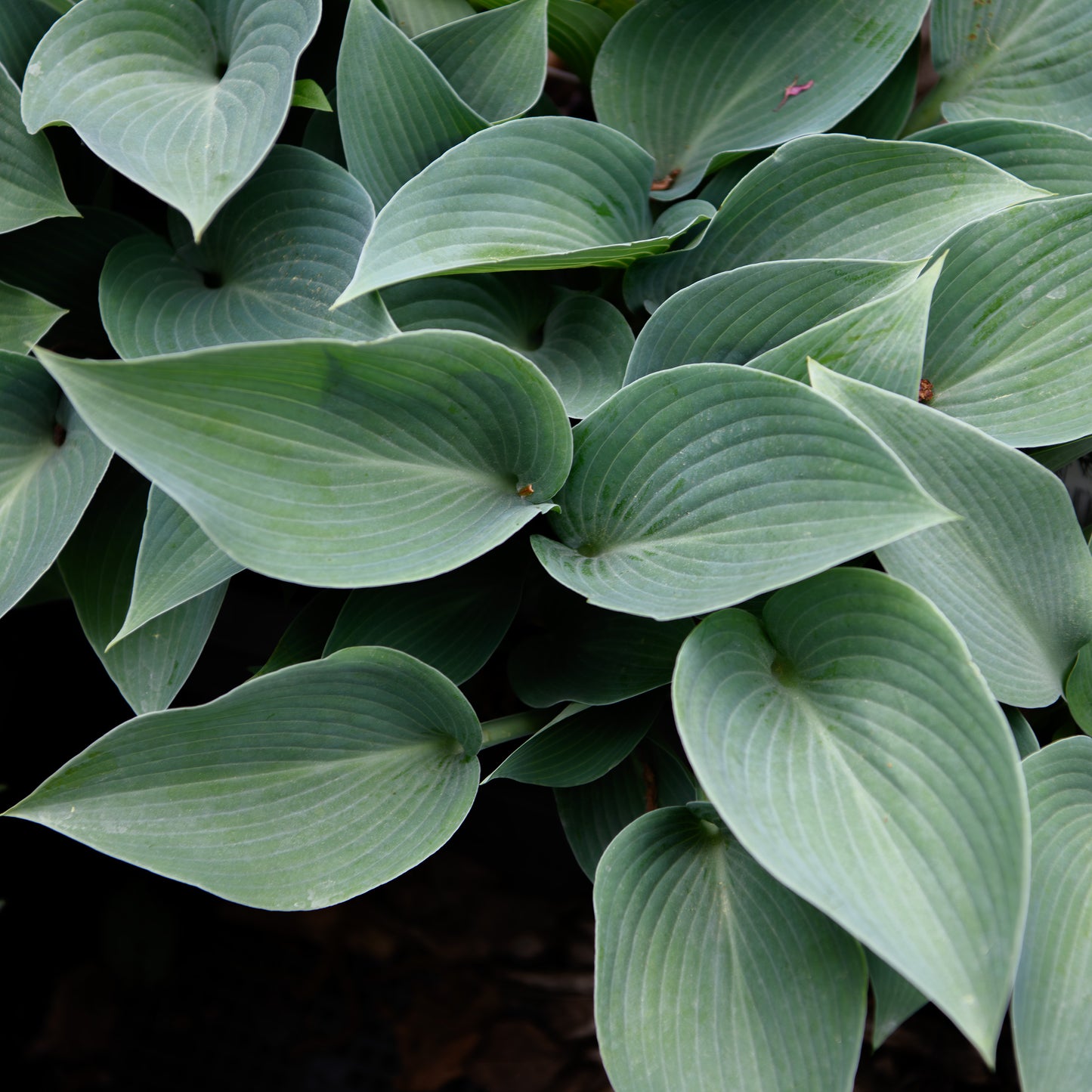 Hosta 'Dorset Blue'