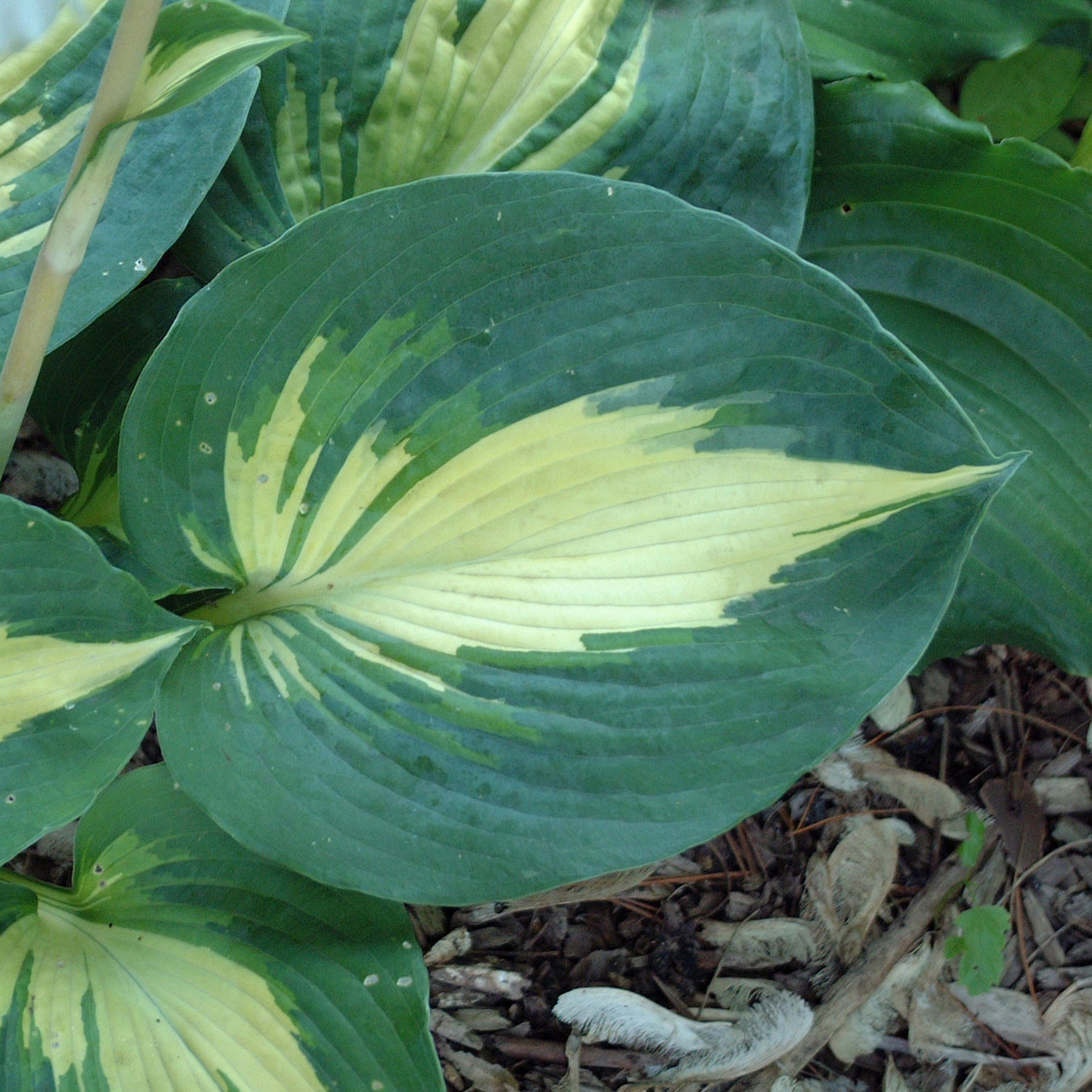 Hosta 'Dream Weaver'