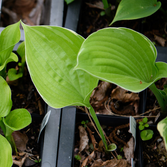 Hosta 'Erie Magic'