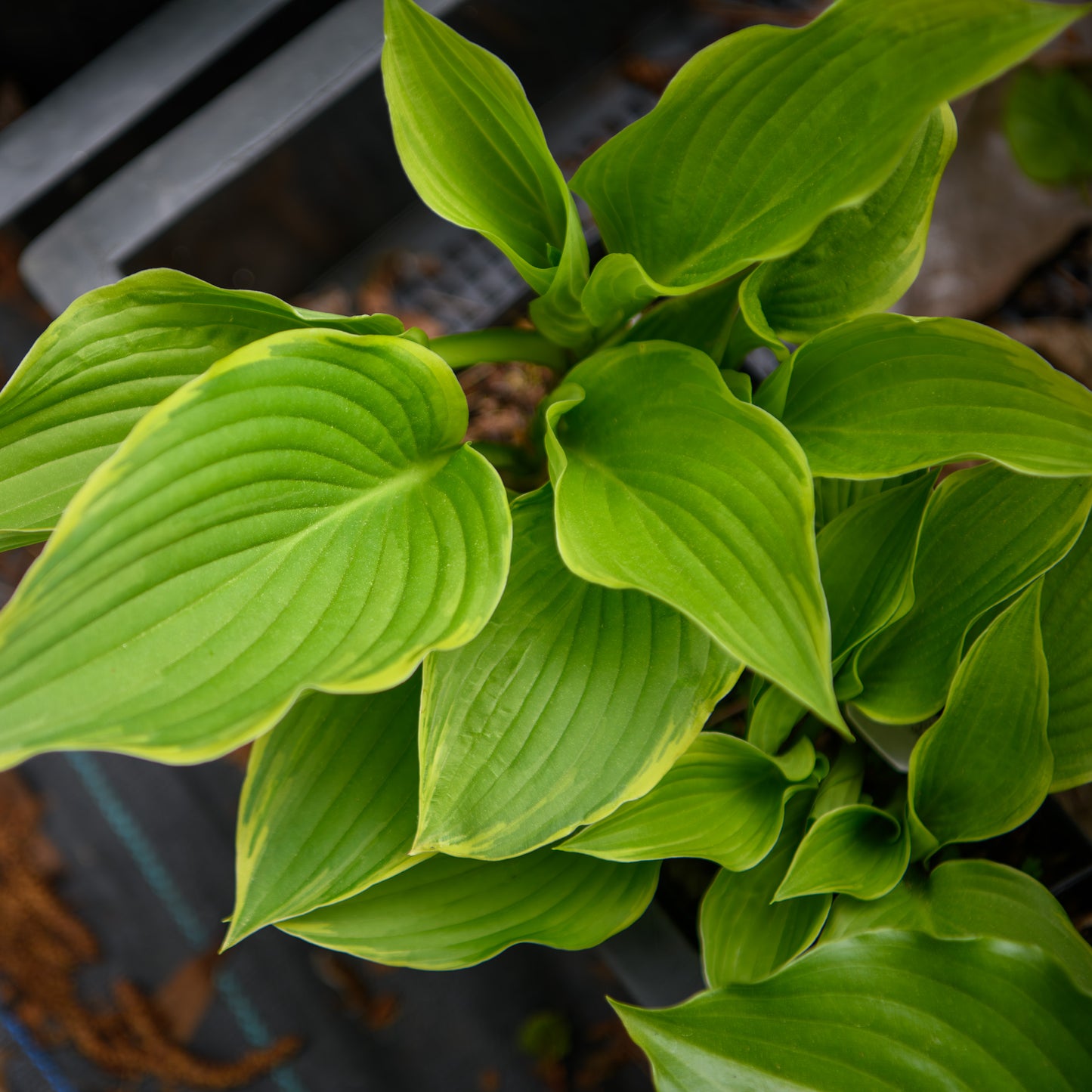 Hosta 'Eventide'