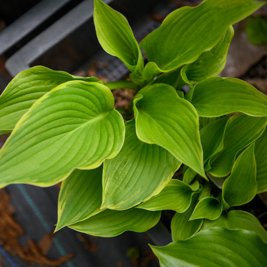 Hosta 'Eventide'