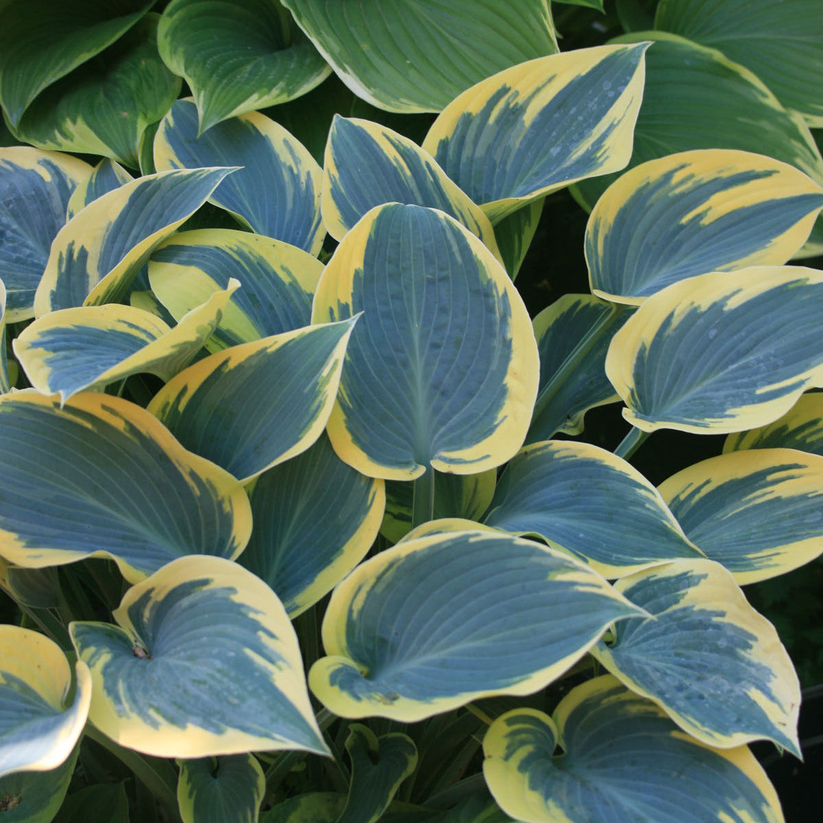 Hosta   'First Frost'