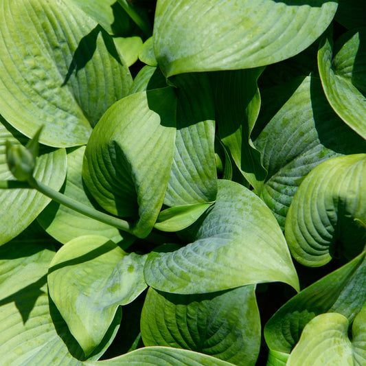 Hosta 'Fragrant Blue'