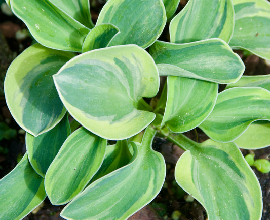 Hosta   'Frosted Mouse Ears'