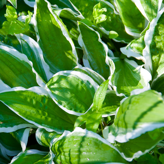 Hosta 'Ginko Craig'