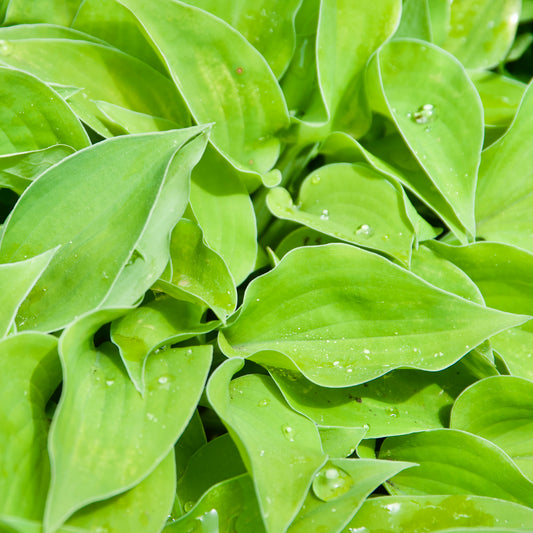 Hosta 'Gold Drop'