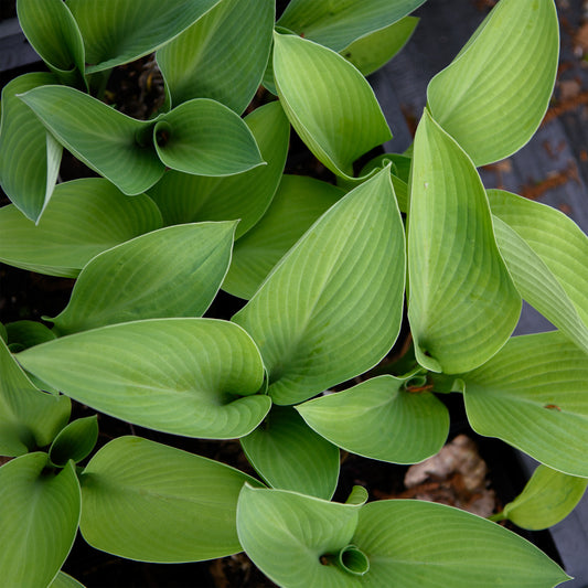 Hosta 'Gold Regal'