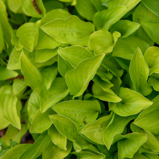 Hosta 'Golden Scepter'