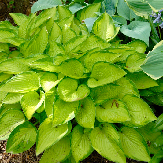 Hosta 'Gold Standard'