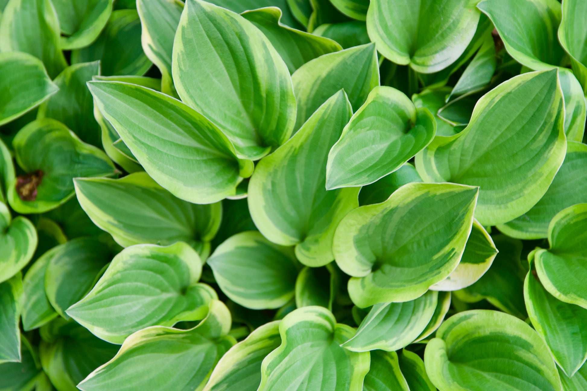 Hosta 'Golden Tiara'