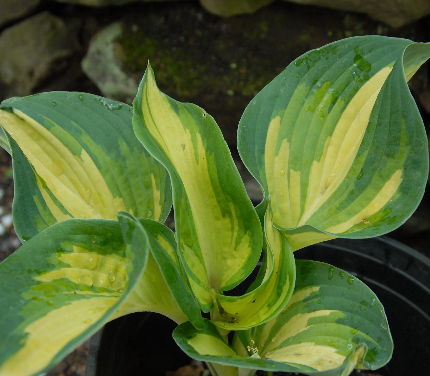 Hosta 'Great Expectations'