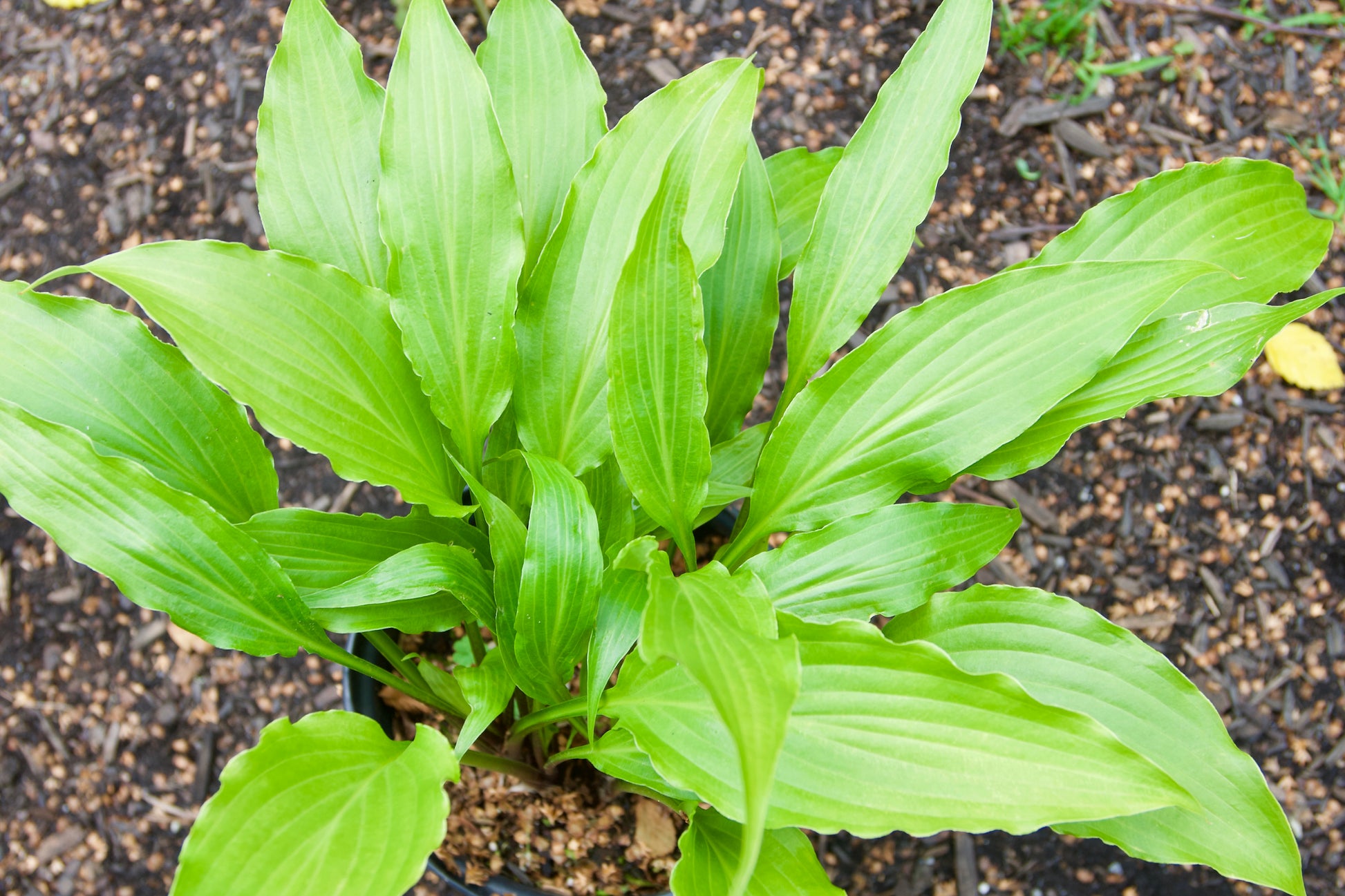 Hosta 'Green Fountain'