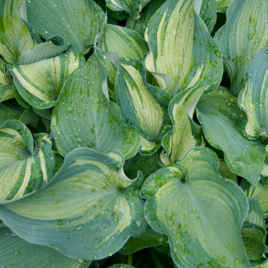 Hosta 'Guardian Angel'