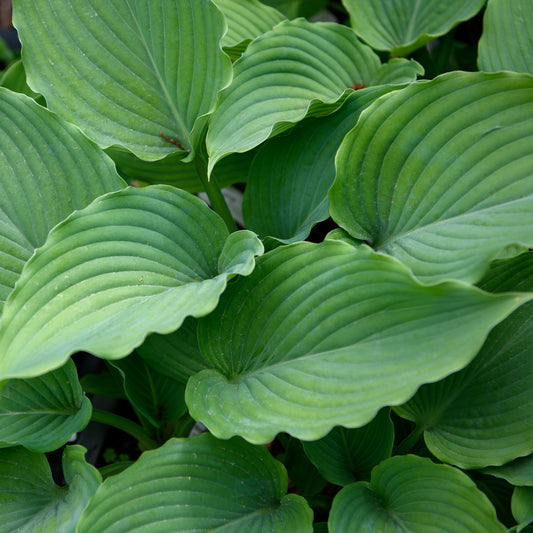 Hosta 'Gunsmoke'