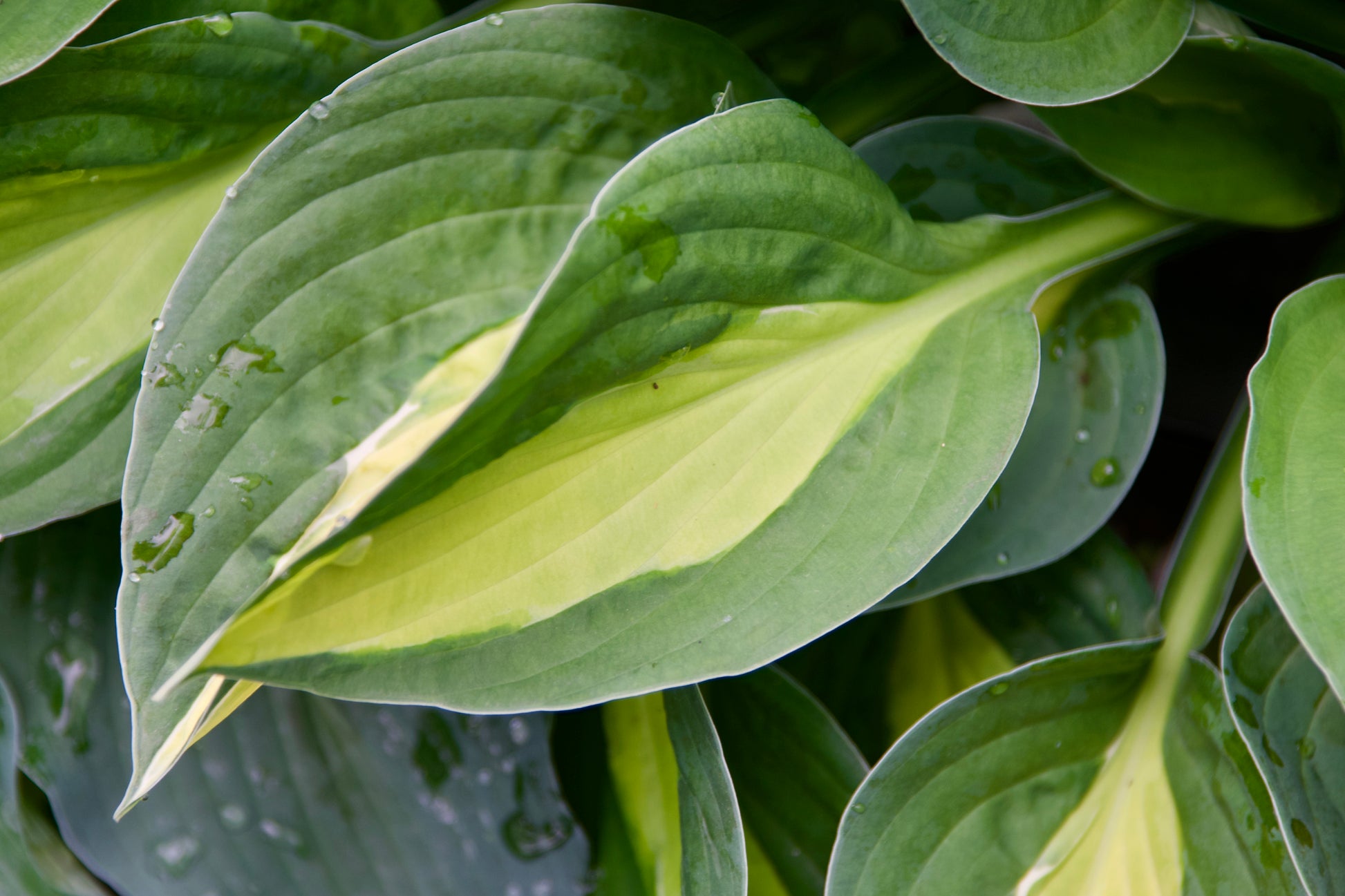 Hosta 'Gypsy Rose'