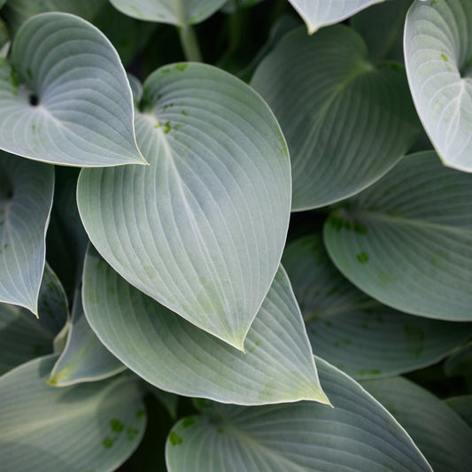 Hosta 'Halcyon'