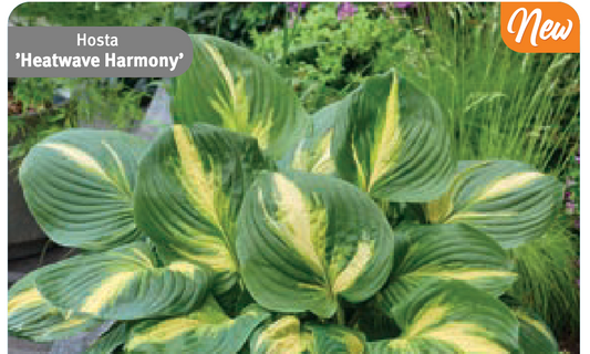 Hosta 'Heatwave Harmony'