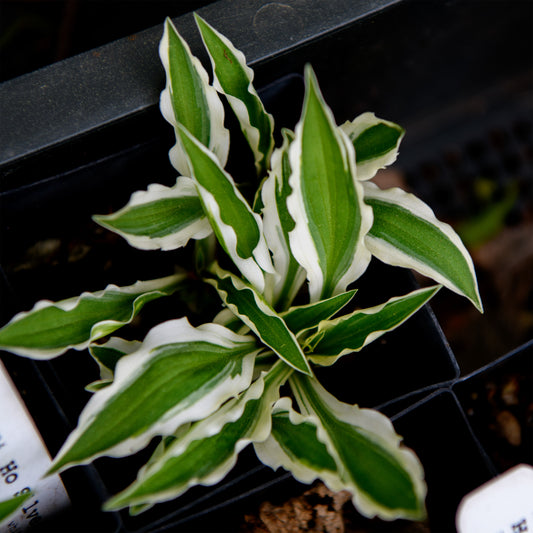 Hosta 'Hi Ho Silver'