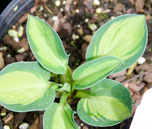 Hosta   'Holy Mouse Ears'