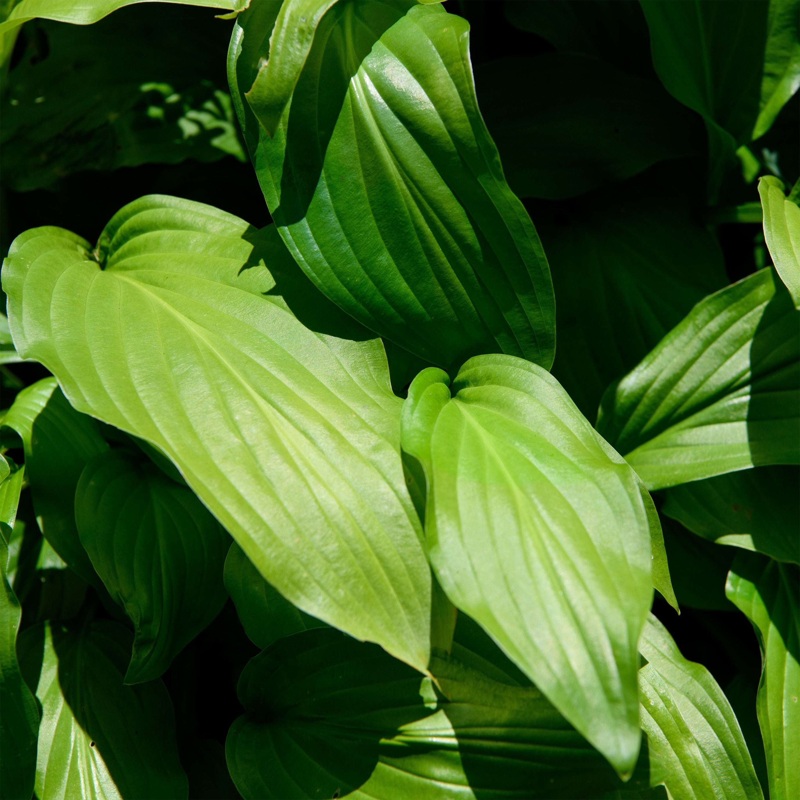 Hosta 'Honeybells' – Fieldstone Gardens Inc