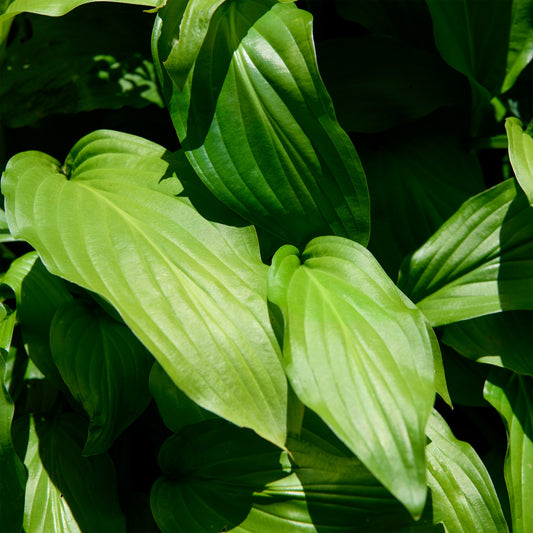 Hosta 'Honeybells'