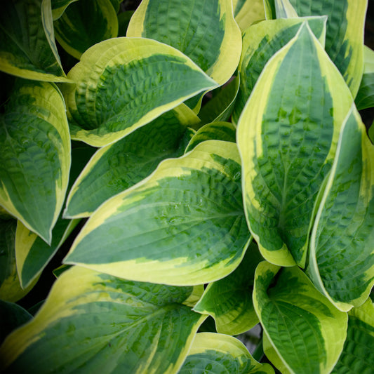 Hosta 'Honeysong'