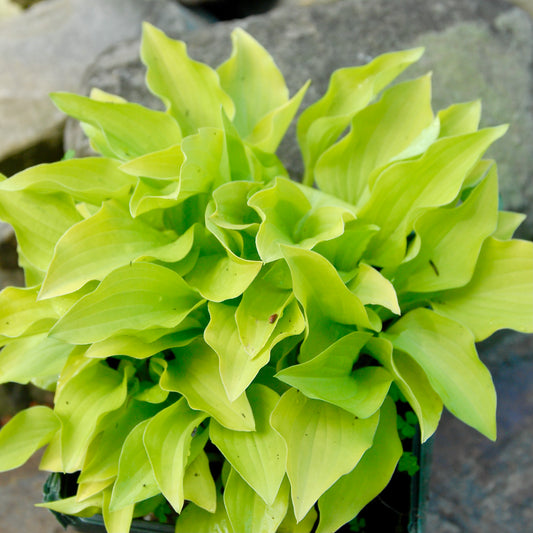 Hosta 'Hydon Sunset'