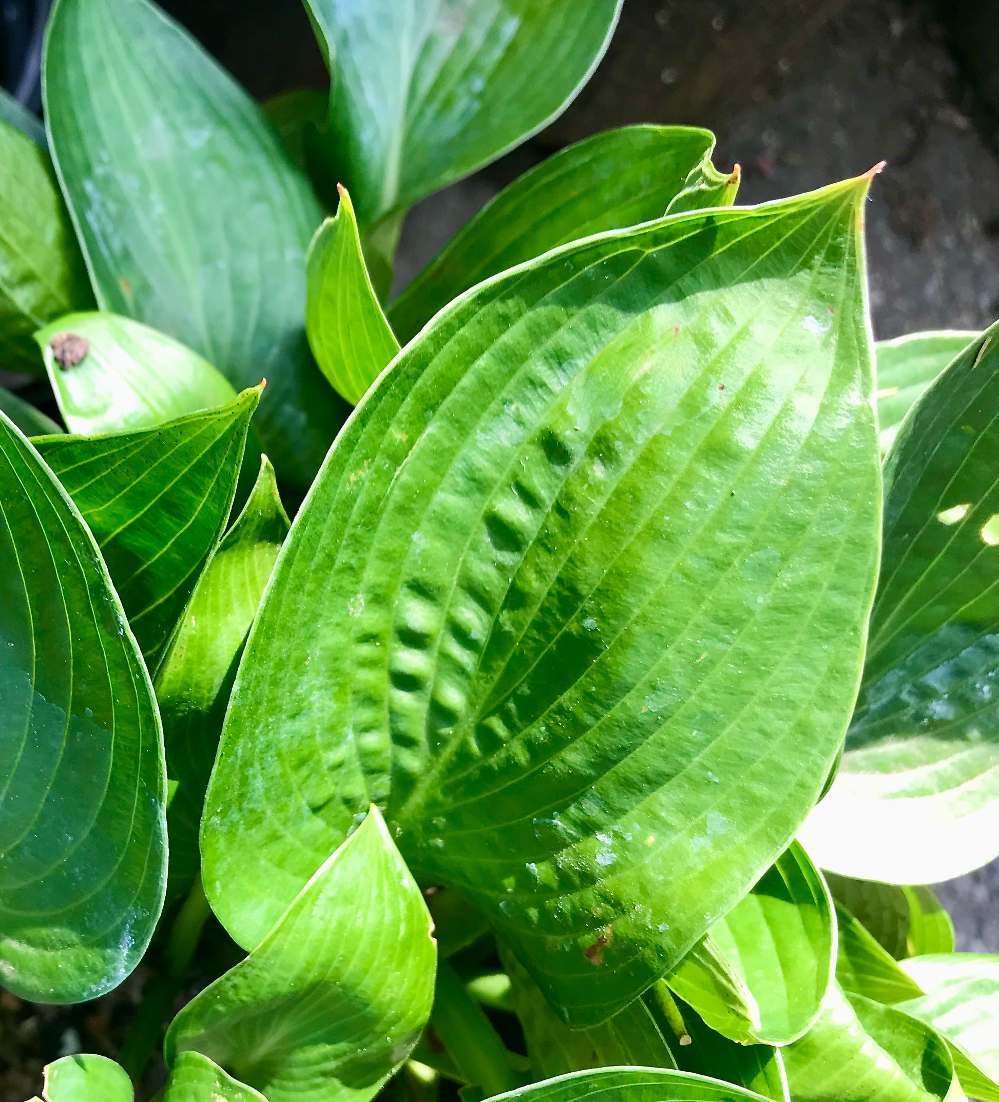 Hosta   'Ice Prancer'