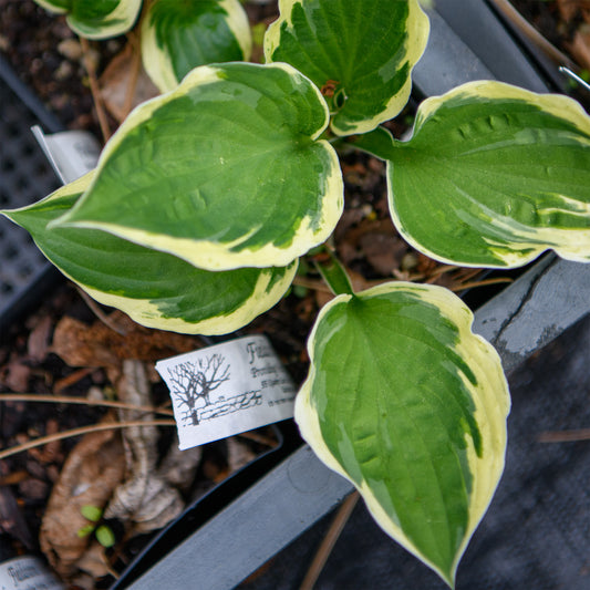 Hosta 'Independence'