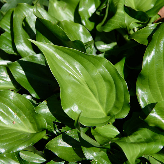 Hosta 'Invincible'