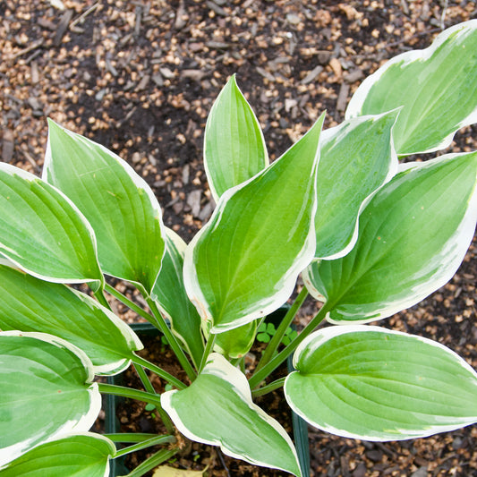 Hosta   'Irish Eyes'