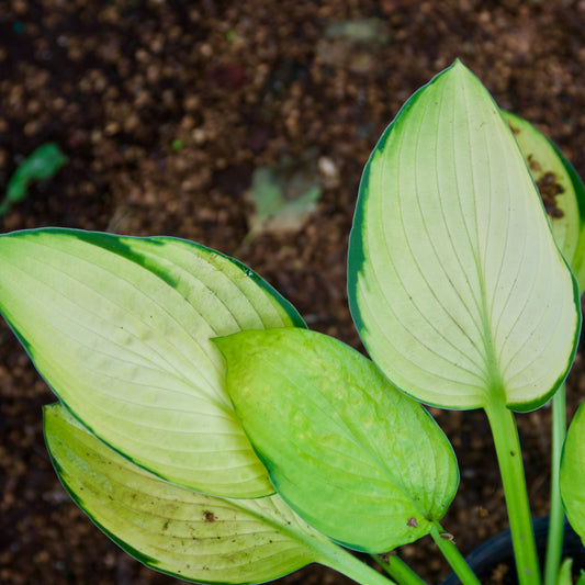 Hosta 'Janet'