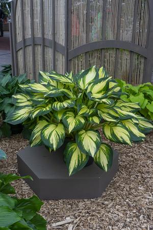 Hosta 'Jeddah Tower’