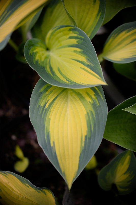 Hosta 'June'